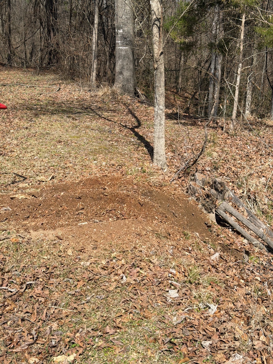 Stump after grinding