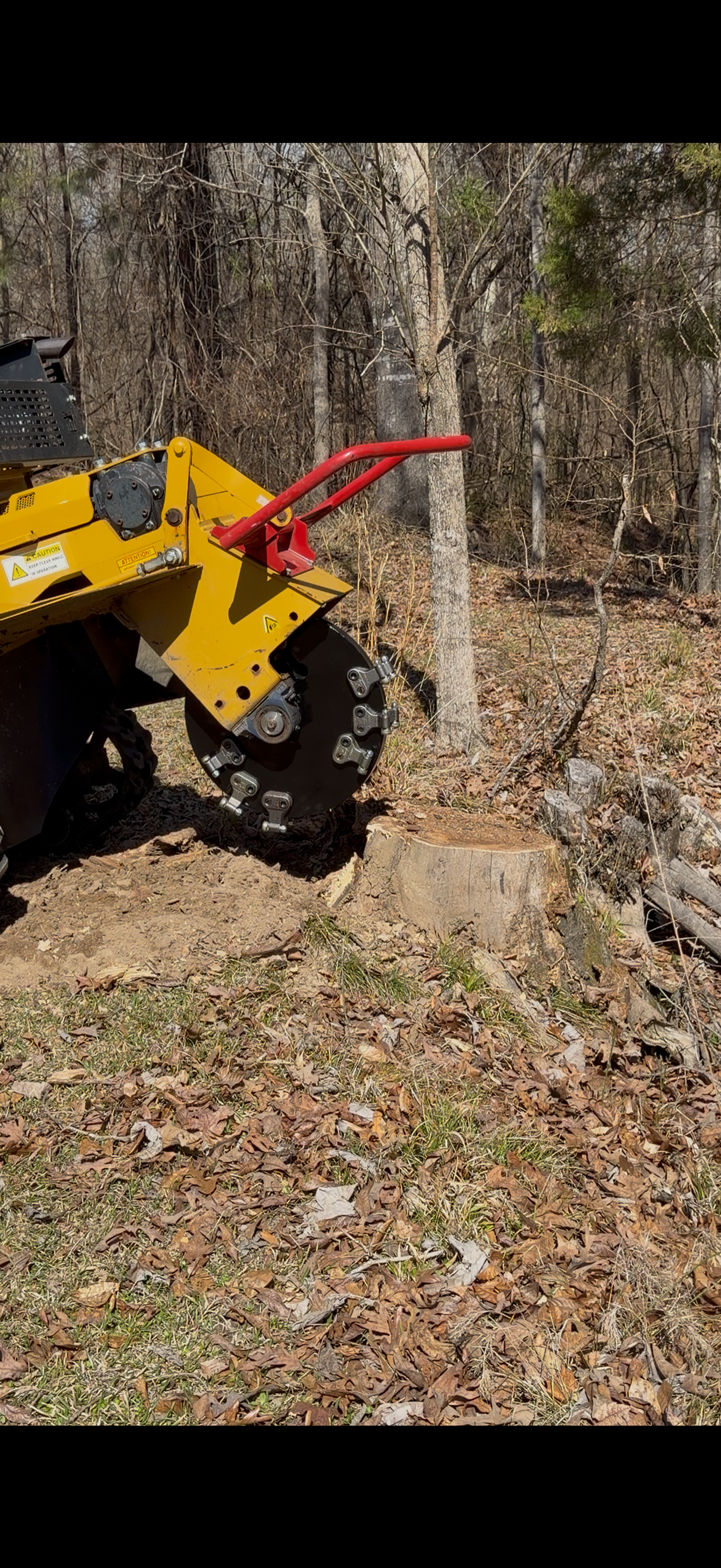 Stump before grinding